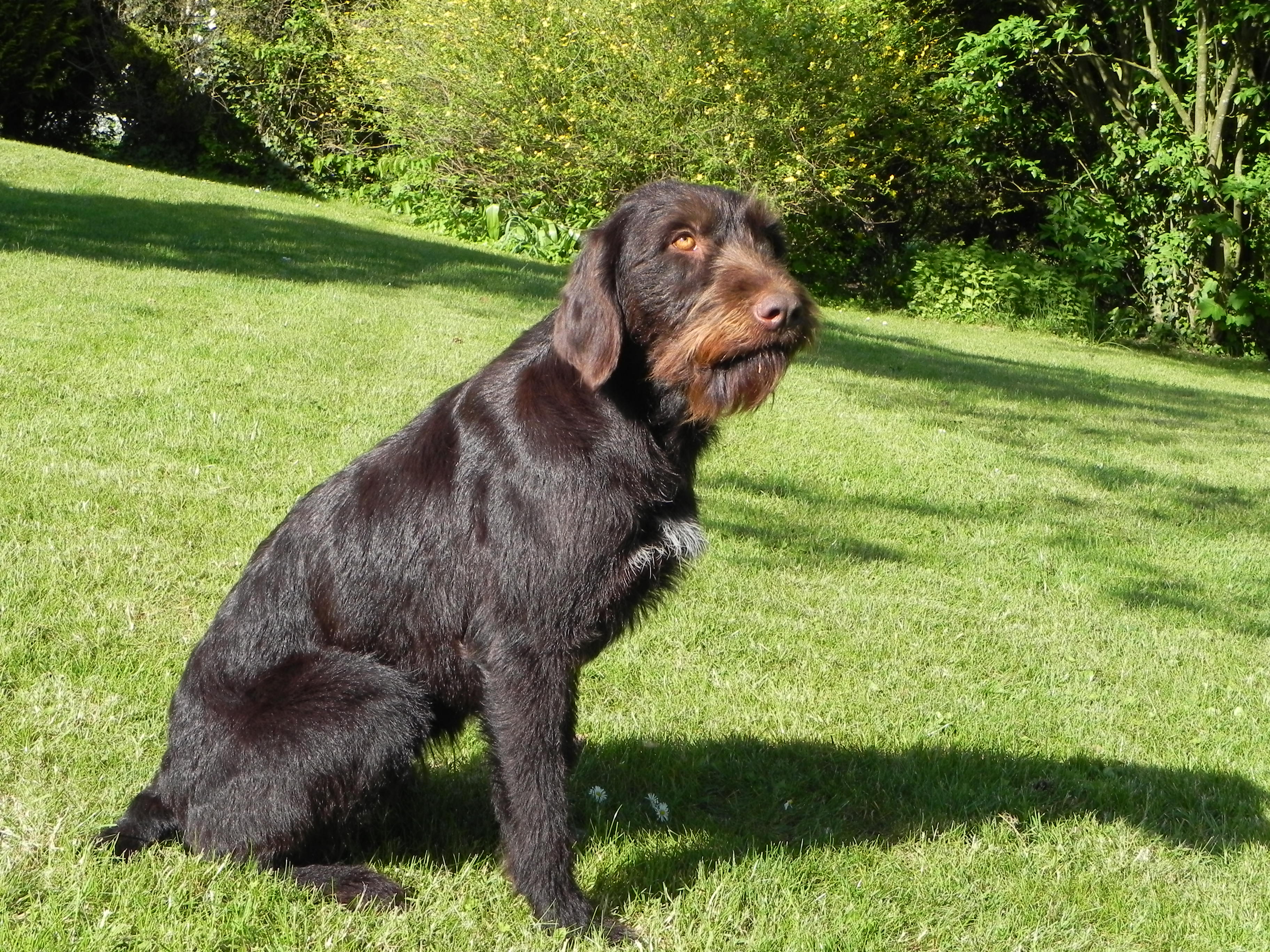 Arwen gothywen